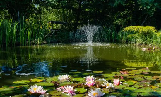 Fixing a Dirty Pond