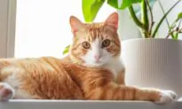 Secondhand Vaping Harmful to Pets