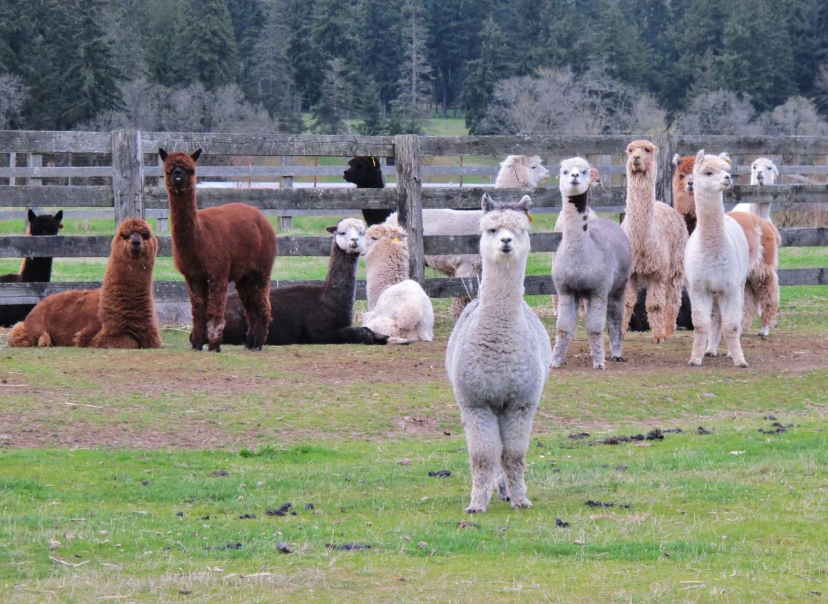 The Alpaca Owners Association, which is the world's largest alpaca association, has just over 193,000 alpacas in its U.S. registry database. (Dreamstime/TNS)