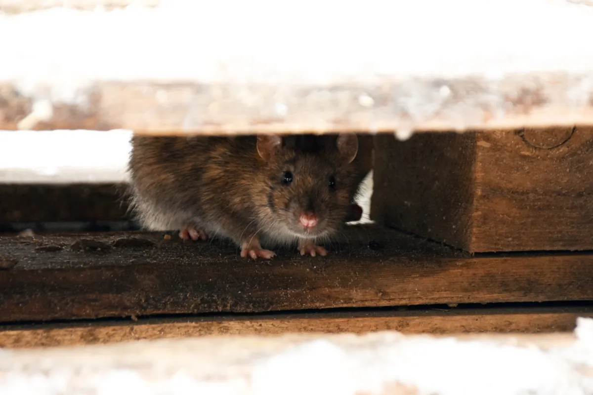 Consider snap traps or electronic traps, or invite your cats to take on the job of rodent control. (Valeriy Volkonskiy/Shutterstock)