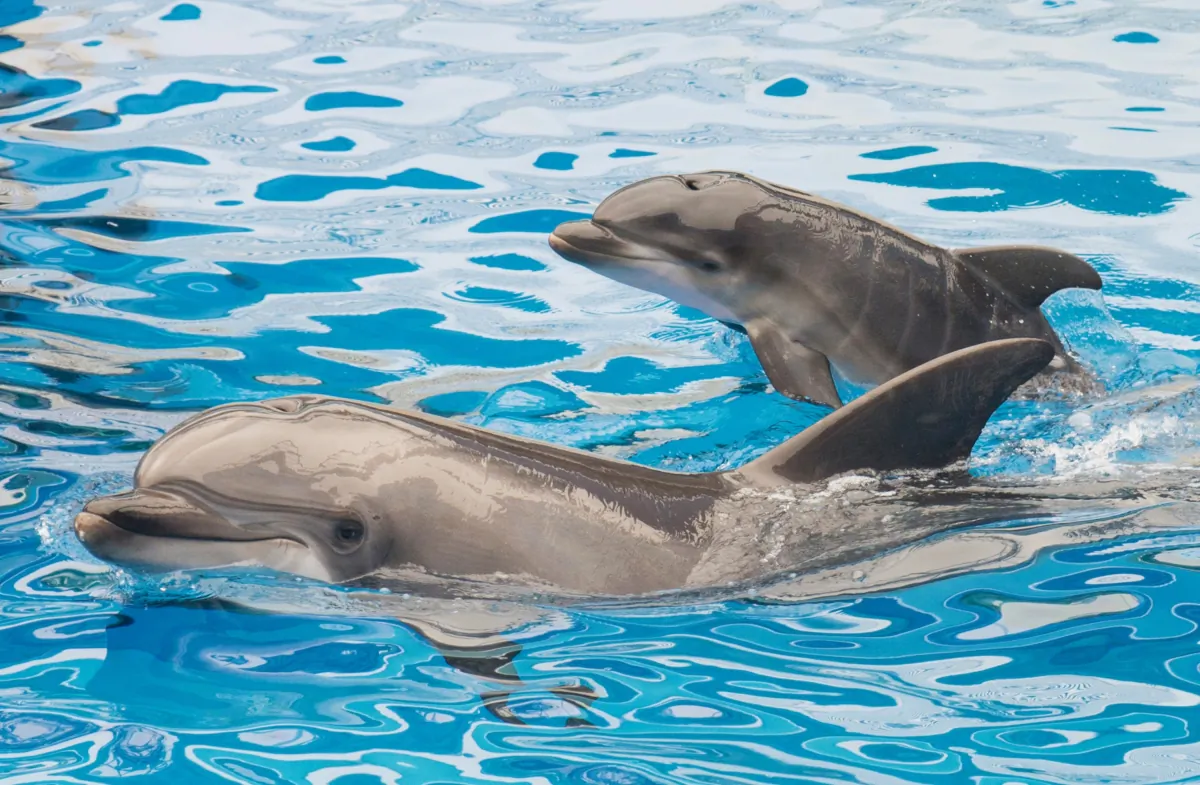 Sadie, a 13-year-old bottlenose dolphin at SeaWorld San Diego, swims with her newborn calf at the marine park's Dolphin Stadium in San Diego on Oct. 20, 2014. (Mike Aguilera/SeaWorld San Diego via Getty Images)
