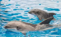 San Diego Sues SeaWorld Over More Than $12 Million in Back Rent