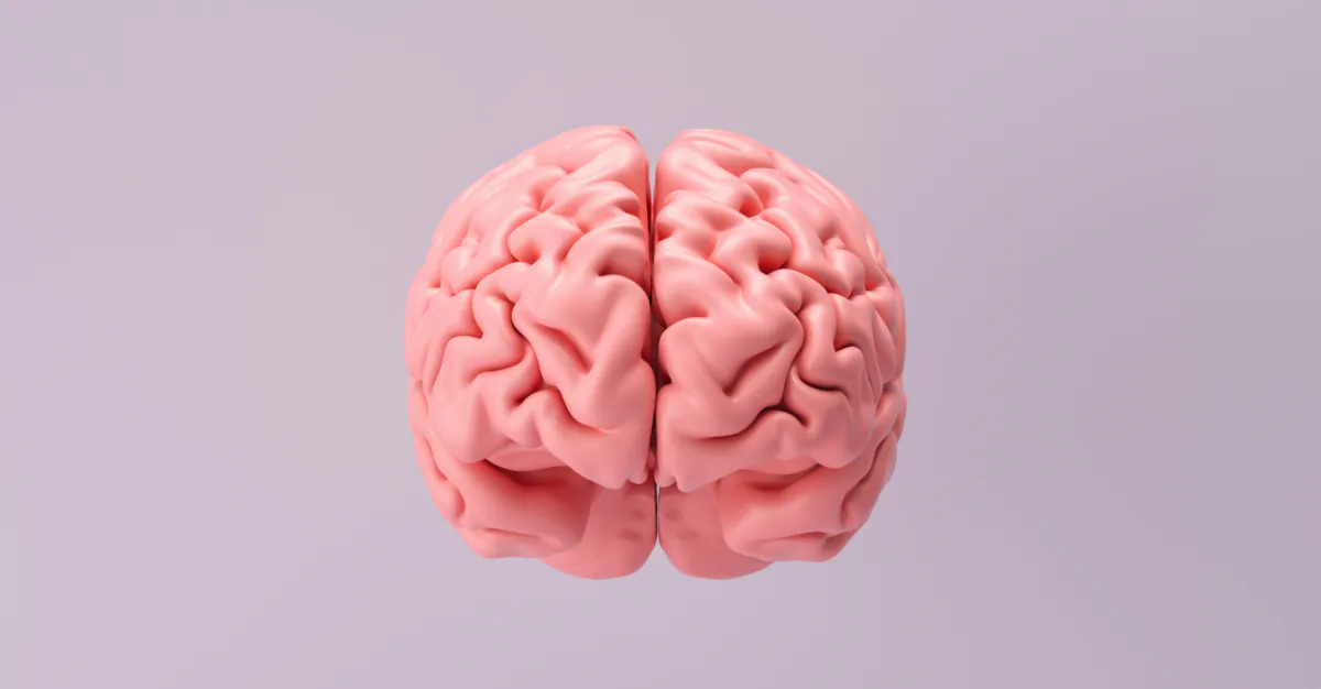 A brain is made up of a left and right hemisphere. (r.classen/Shutterstock)