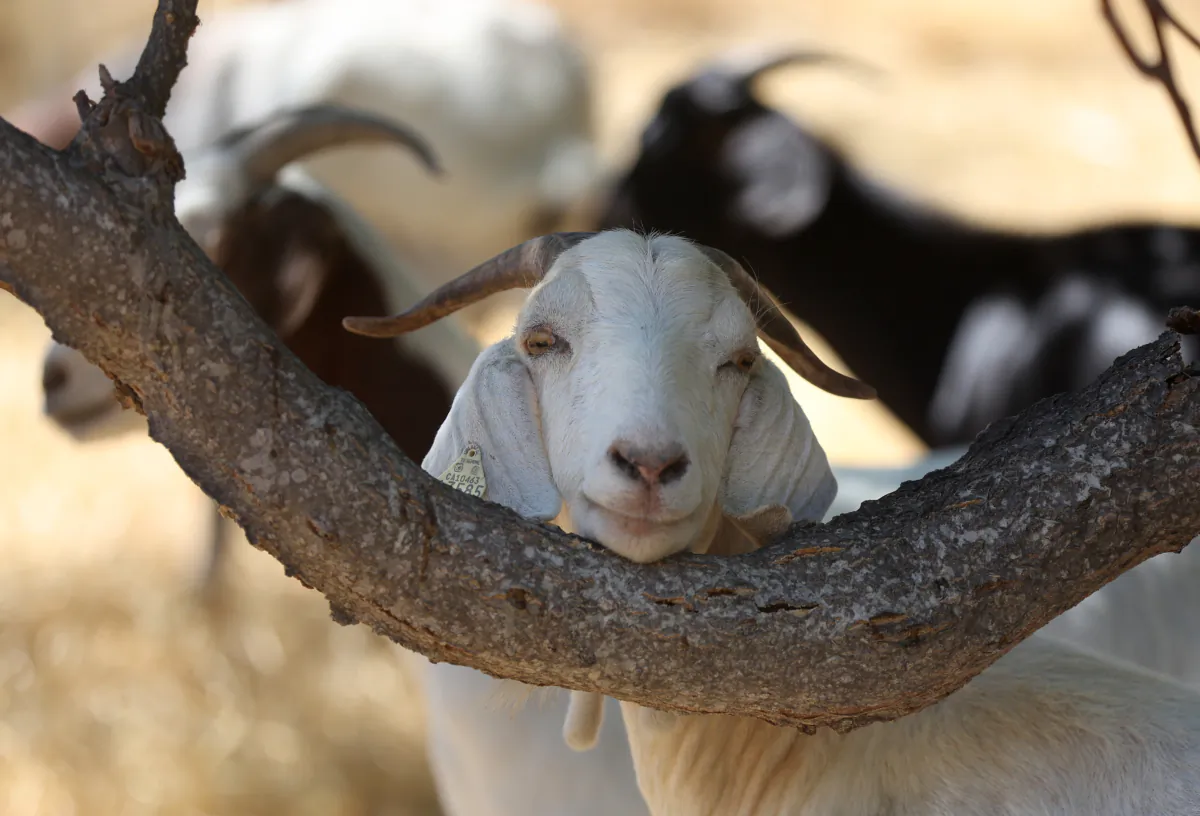 A goat rests its head on a tree branch while grazing on dried grass on Bay Area Rapid Transit (BART) property in Walnut Creek, Calif., on July 27, 2022. (Justin Sullivan/Getty Images)