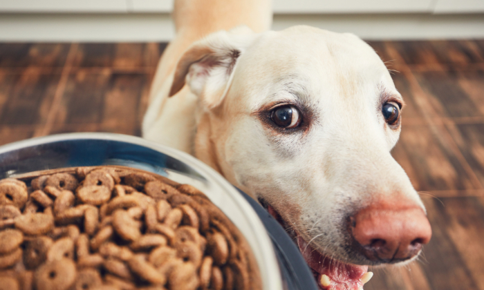 5 Best Dry Dog Foods in 2023 (Made in USA!)