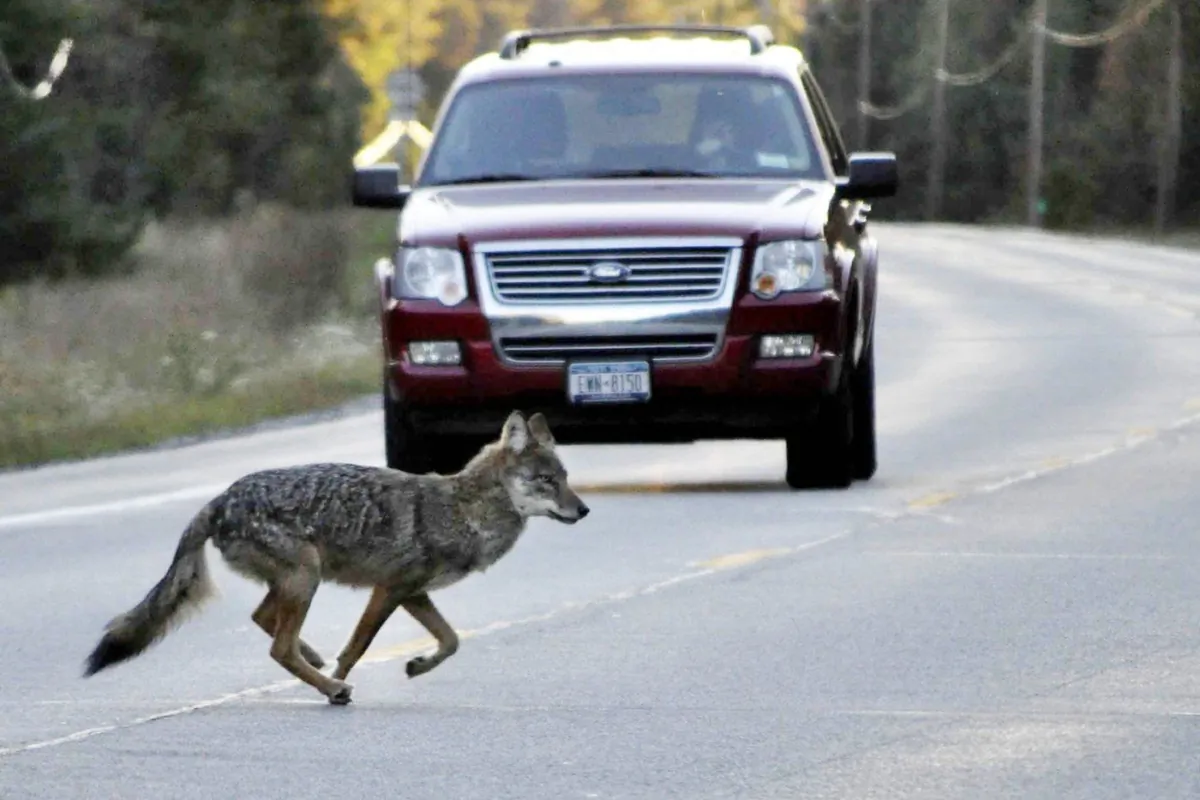 A coyote runs across state Route 3 outside of Tupper Lake, N.Y., in the Adirondacks, Sept. 20, 2010. (The Canadian Press/AP-Adirondack Daily Enterprise, Mike Lynch)
