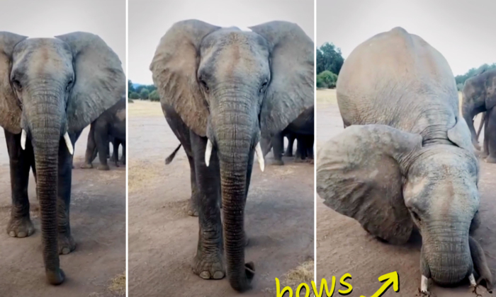 Elephant Whisperer Sees Large Cow Get Scarily Close to Safari Group—His Next Move, She Bows