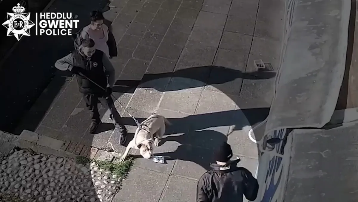 CCTV footage of an American bully dog, Beast - which mauled 10-year-old Jack Lis to death four days later - outside a shop near Caerphilly, Wales, on Nov. 8, 2021. (Gwent Police)
