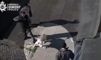 Sunak Promises to Ban American XL Bully Dogs After Man Killed