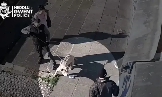 Sunak Promises to Ban American XL Bully Dogs After Man Killed
