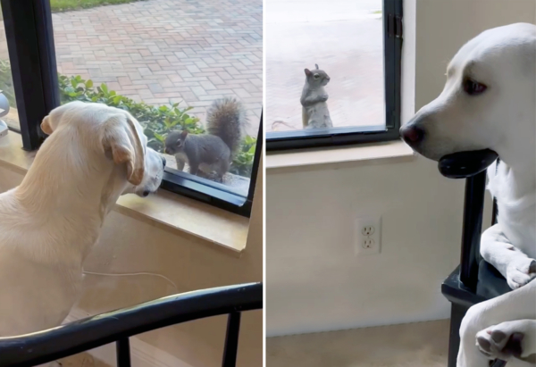 A Most Unlikely Friendship: This Labrador and Squirrel Hang Out Together Every Day