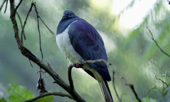 NZ to Modernise Wildlife Protection Laws to Fight ‘Biodiversity Crisis’