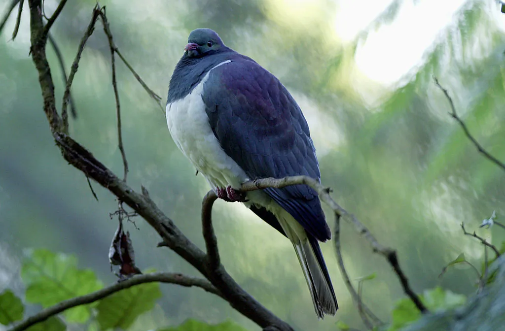 The Kereru, New Zealand native Wood Pigeon. (Ross Land/Getty Images)