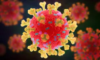 Australian, US Scientists Team up for a ‘Safe and Effective’ African Swine Fever Vaccine