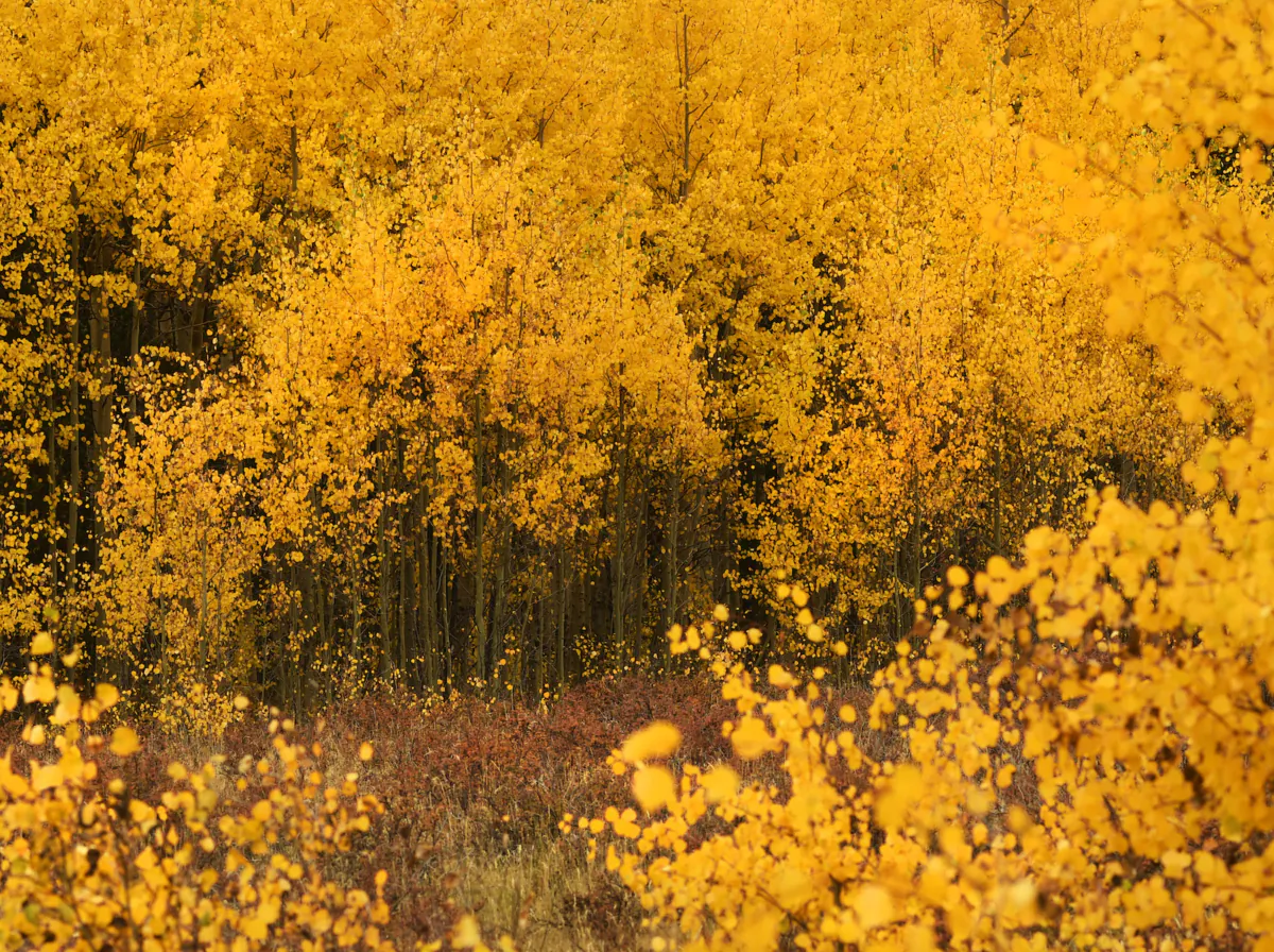 Foliage shows off it's fall colors on Kenosha Pass, September 20, 2016. (RJ Sangosti/The Denver Post/TNS)