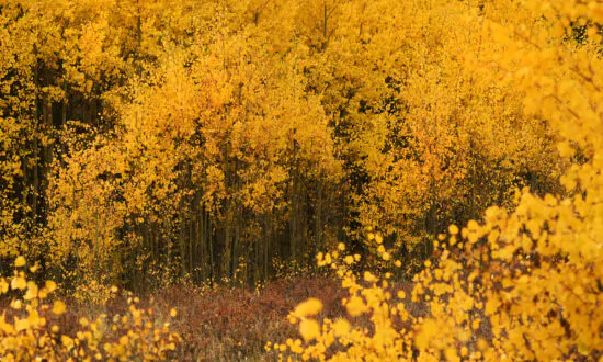 Here’s What to Expect for Colorado’s Fall Colors