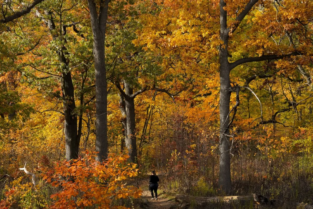 A woman runs the trails through High Park amongst the fall colours on a cool fall day in Toronto on Oct. 28, 2022. (The Canadian Press/Nathan Denette)