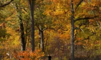 Weather Network Forecasts ‘Fickle Fall’ in Canada With Season to Start Cold, End Mild