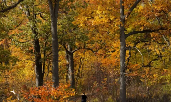 Weather Network Forecasts ‘Fickle Fall’ in Canada With Season to Start Cold, End Mild