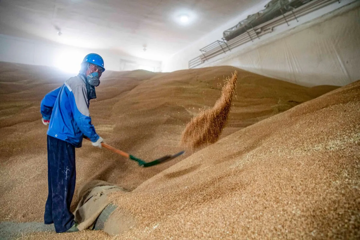 A worker shovels grain at a State Grain Storage warehouse in Taizhou, in China's eastern Jiangsu province on June 13, 2023. (STR/AFP via Getty Images)