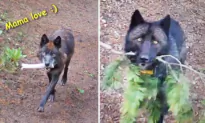 VIDEO: Wolves Bring ‘Toys’ for Hungry Pups to Keep Them Entertained in Absence of Food
