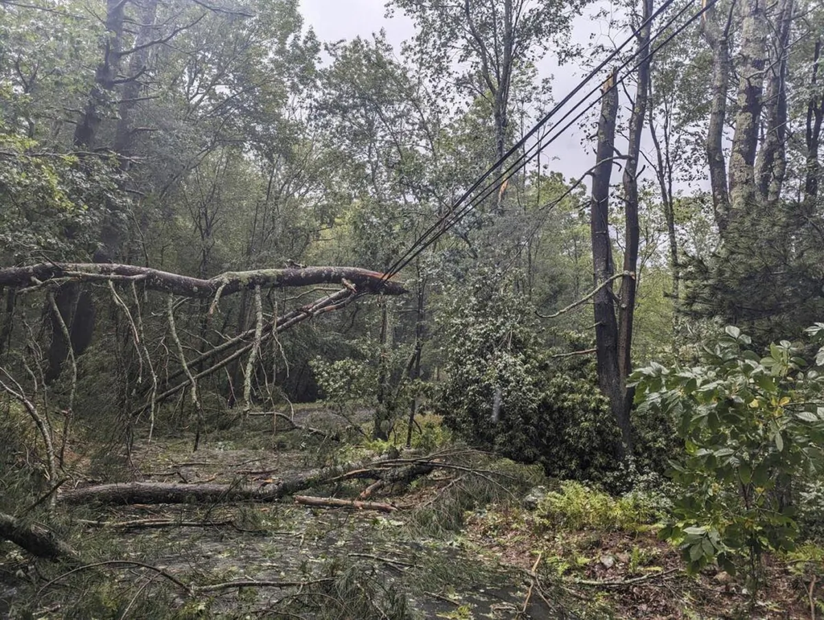 This photo shows fallen trees from a storm that passed Killingly, Conn. on Sept. 13, 2023. (The Canadian Press/AP-HO, Austin Rebello)
