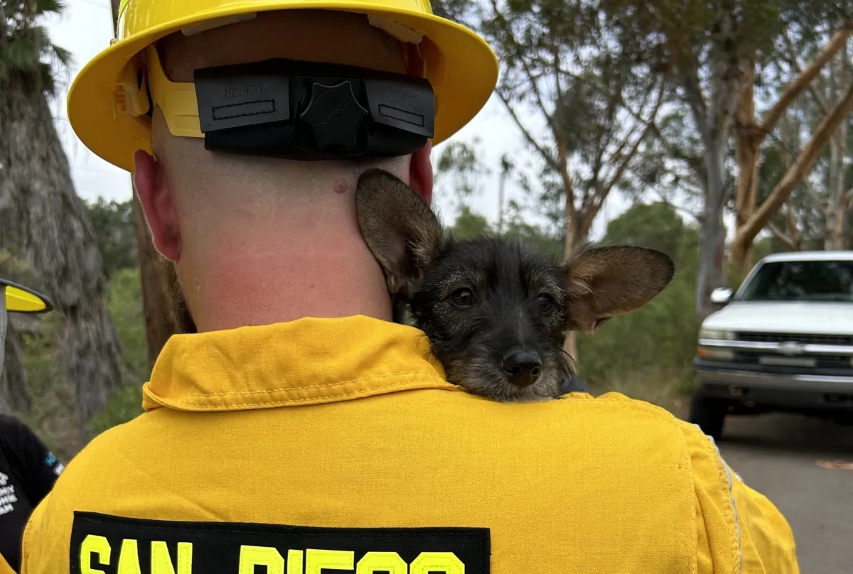 Humane Society personnel rescue two puppies trapped in a well in Kearny Mesa, Calif. on Sept. 15, 2023. (Courtesy of the San Diego Humane Society)