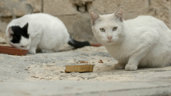 "Cats of Malta"
