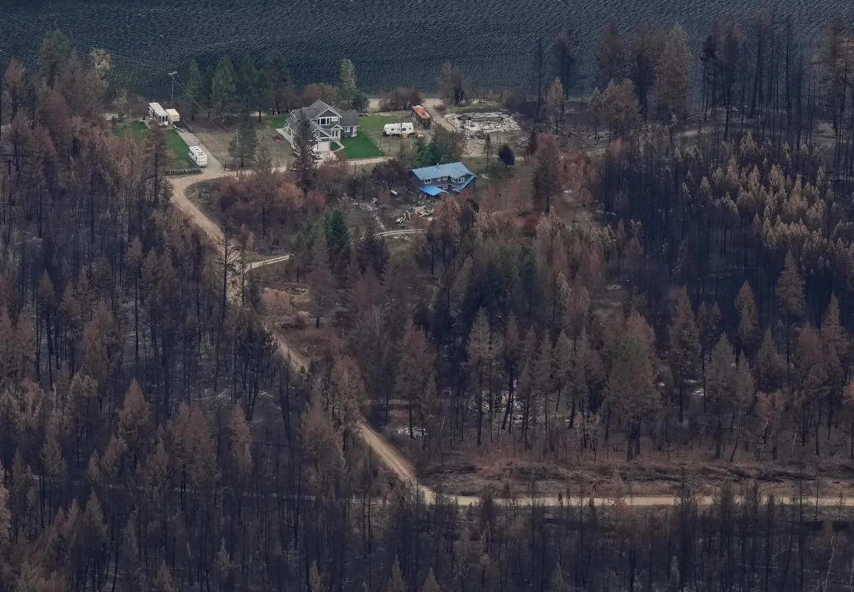 Trees burned by the Bush Creek East Wildfire surround two houses that survived the fire near the remains of another that burned, in Squilax, B.C., on Sept. 11, 2023. (The Canadian Press/Darryl Dyck)