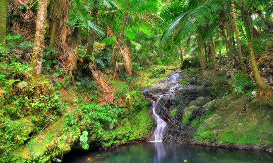 The Best Places in the Caribbean for Nature Lovers