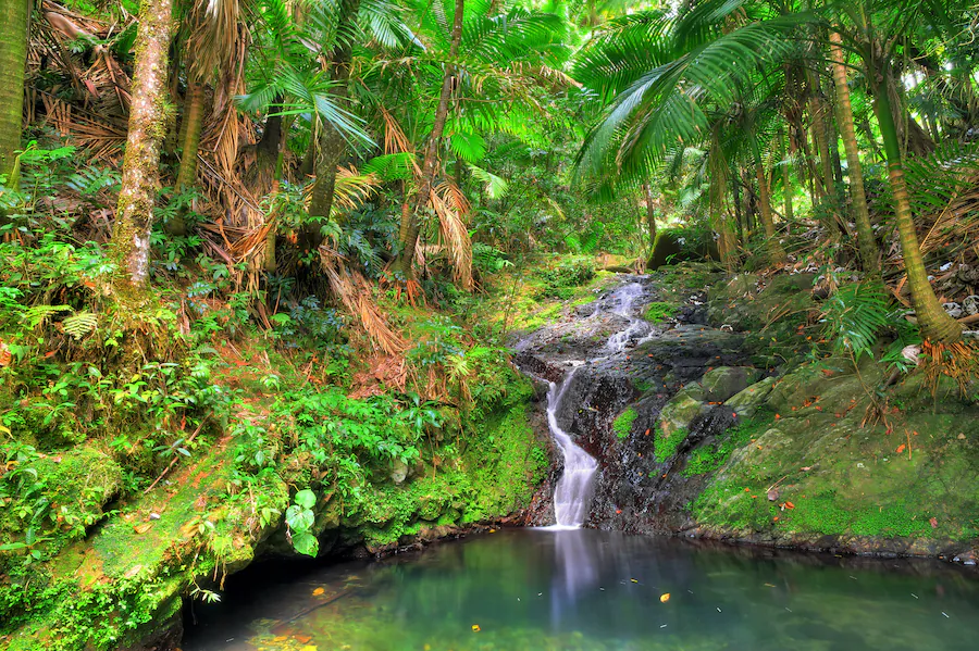 Small cascade in El Yunque national forest, Puerto Rico. (Dennis van de Water/Shutterstock)