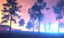 Increasing Wildfires Across Florida and the Eastern US are Beneficial to the Environment, Experts Say