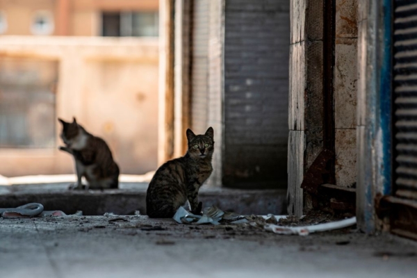 Epoch Times Photo