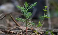 ‘Nature Rights’ Paganism Advancing in the West