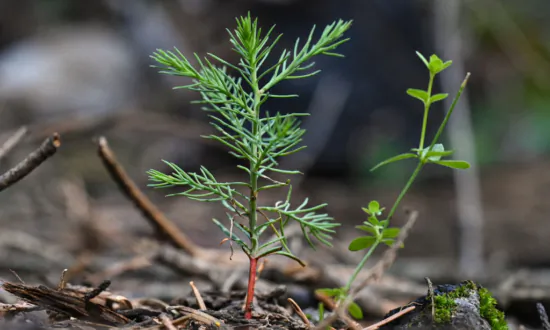 ‘Nature Rights’ Paganism Advancing in the West