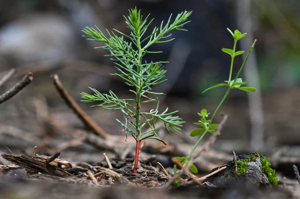 A tiny Giant Sequoia tree sapling, arising from the ashes of the 2021 KNP Complex Fire, is seen in Kings Canyon National Park on the western slope of California's Sierra Nevada mountains, on Aug. 24, 2023. (Robyn Beck/AFP via Getty Images)