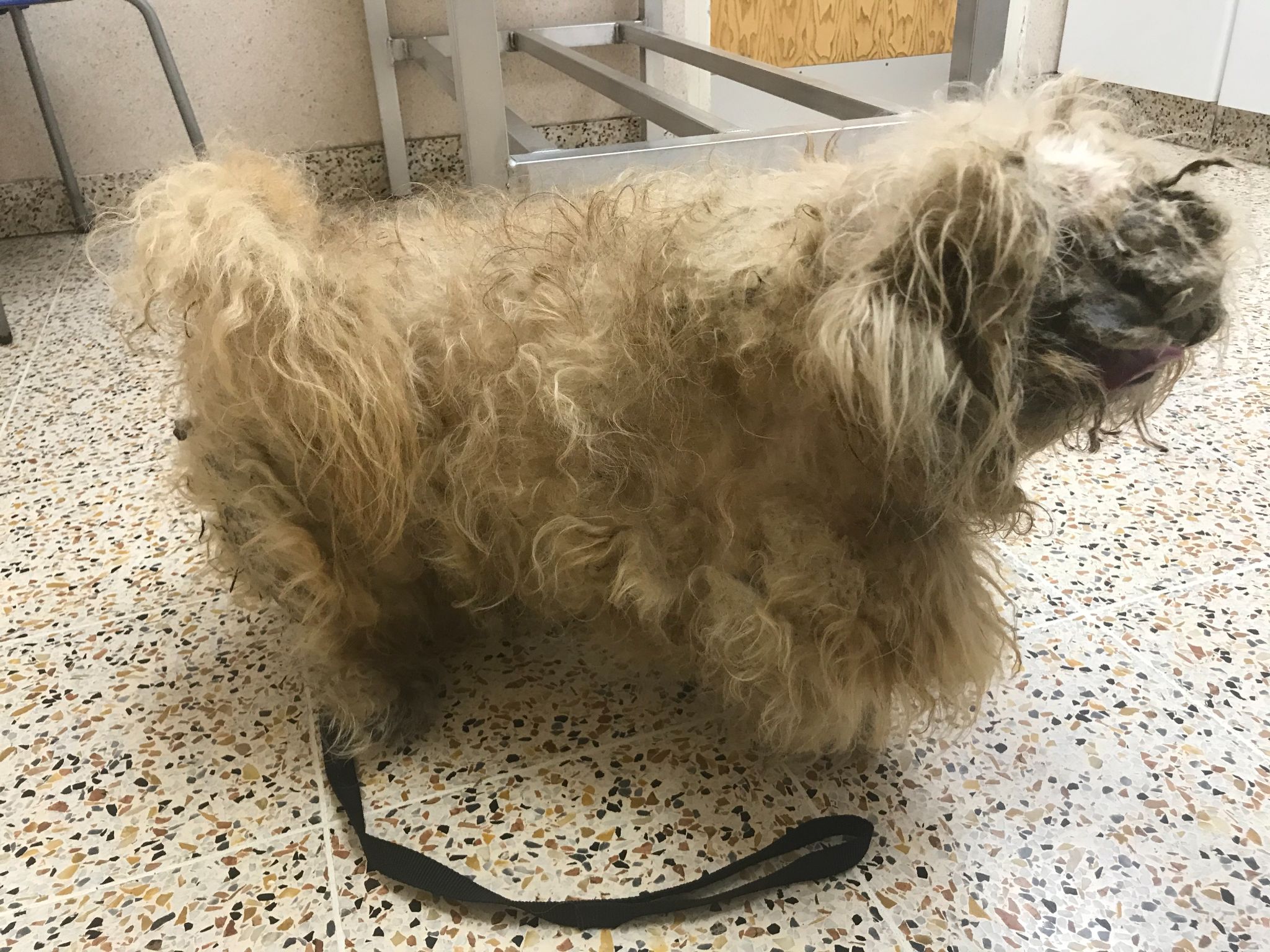 Morris looked like a pile of rags before his transformation.