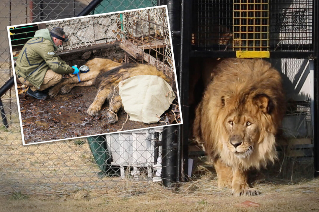 id5494105-ruben-adi-sanctuary-
