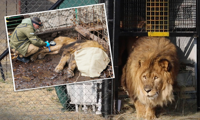 Remember the World's Loneliest Lion Rescued From a Cage After 15 Years? He's Finally Home: VIDEO