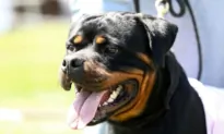 Experts Issue Recommendations for Dog Owners Amid Highly Contagious Canine Illness
