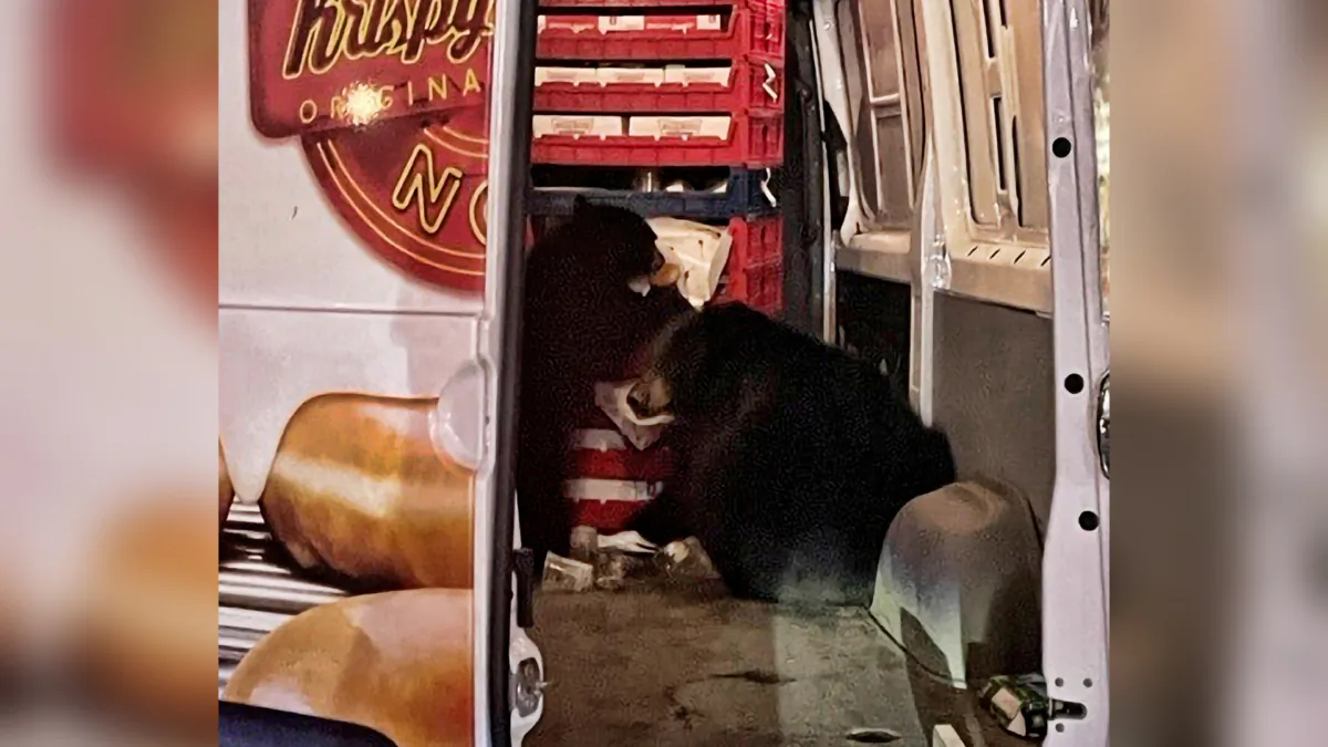Two bears getting into a donut truck in Anchorage, Alaska, on Sept. 12, 2023. (Shelly Deano via AP)
