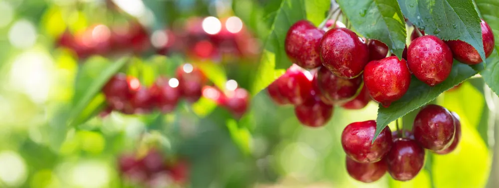 A cherry farm in northern Michigan is the stage for a family drama in Ann Patchett's "Tom Lake." (Nitr/Shutterstock)