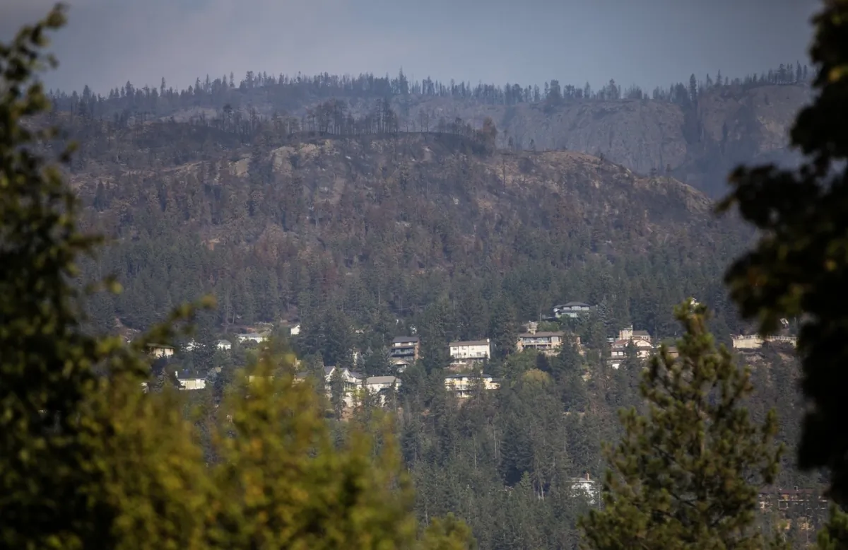 Burned trees are seen above a neighbourhood in West Kelowna, B.C. on  Aug. 25, 2023. (The Canadian Press/Marissa Tiel)