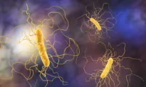 Deadly Hospital Infection May Have Surprising Origin
