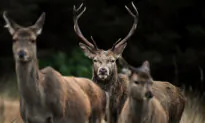 Feral Deer: Protected or An Environmental Menace?