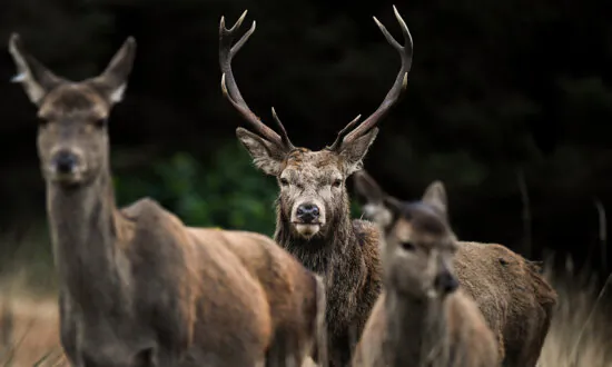 Feral Deer: Protected or An Environmental Menace?