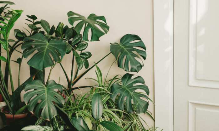 How to Fix 10 Common Houseplant Problems