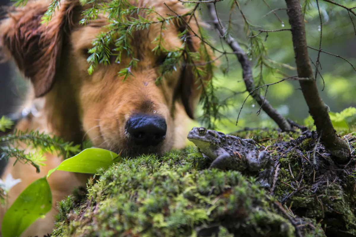 Don't allow pets to play with or eat toads. (Robert Crum/Shutterstock)