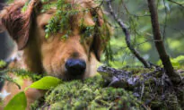 Toads Release Toxins That Harm Pets