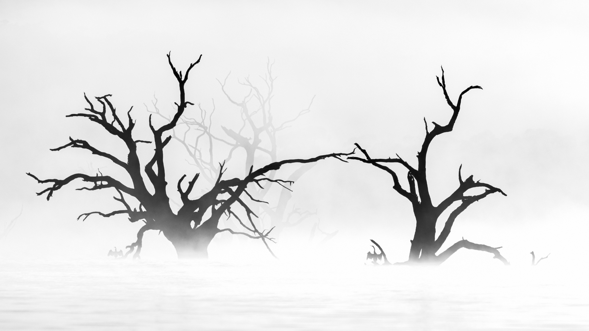 'Morning Serenity' by Cheng Kang.